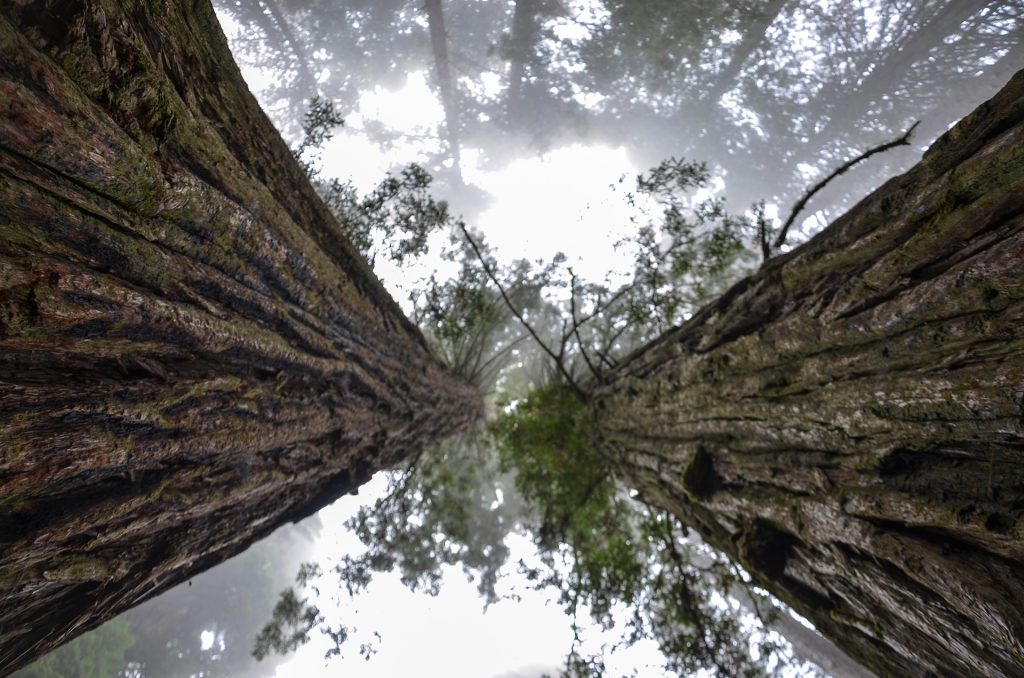 Northern CA Limo Tour - The Redwood Forest