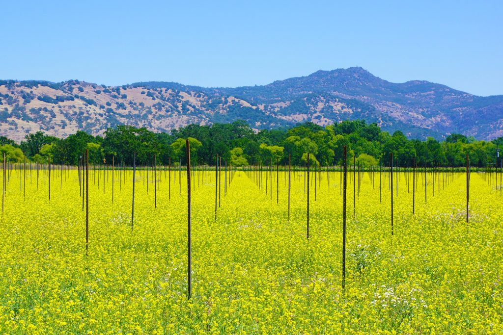 St. Helena Wineries - Salvestrin Winery
