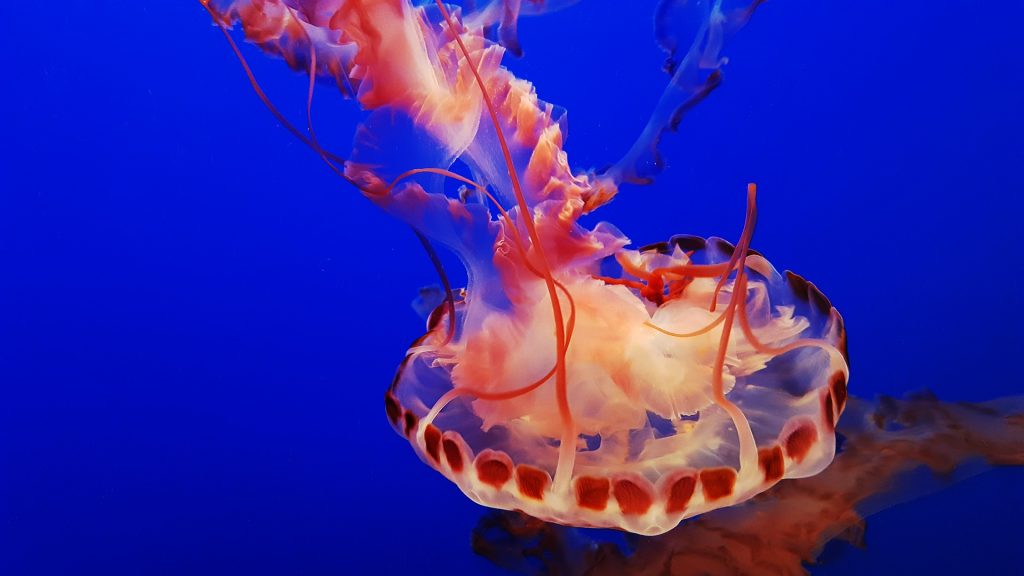 Places to visit in Montery CA. Monterey Aquarium