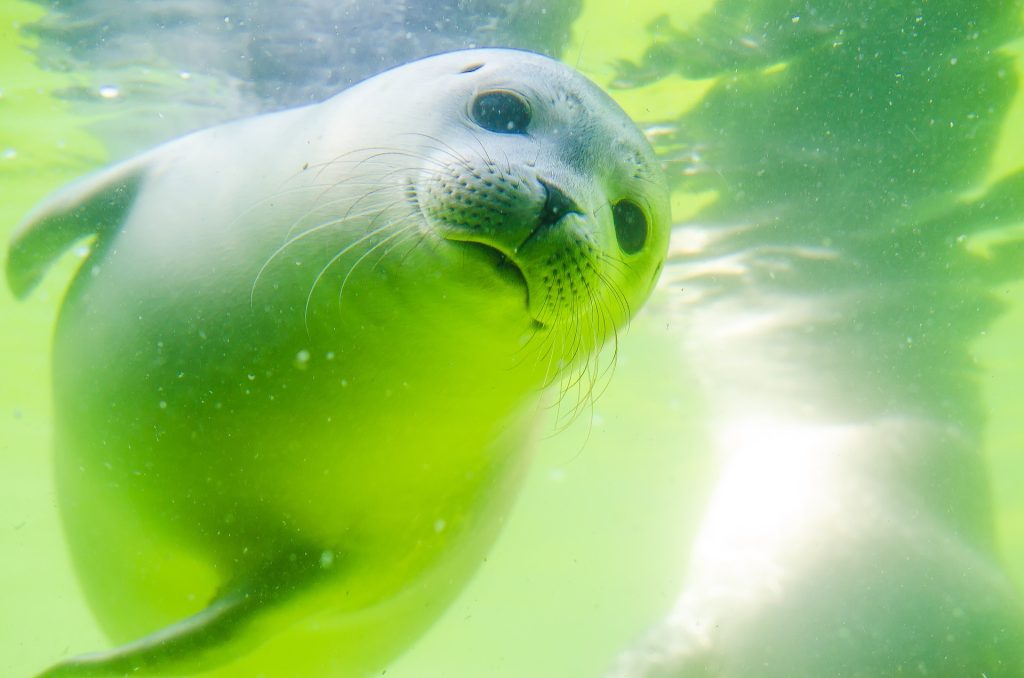 Sea Lions